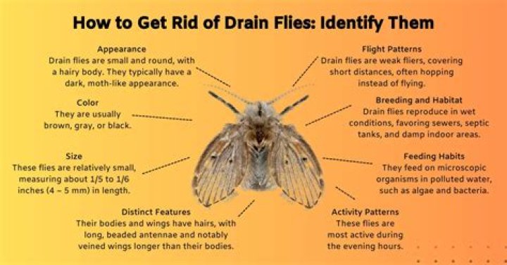 How do I get rid of flying moths