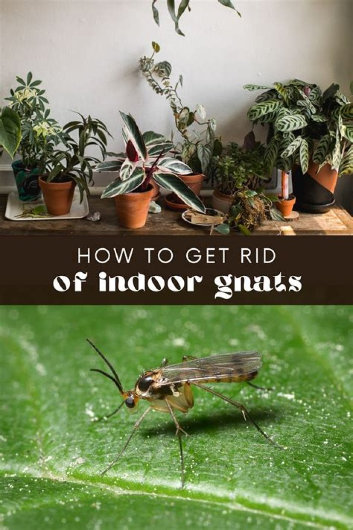 How do I get rid of gnats in my grow room