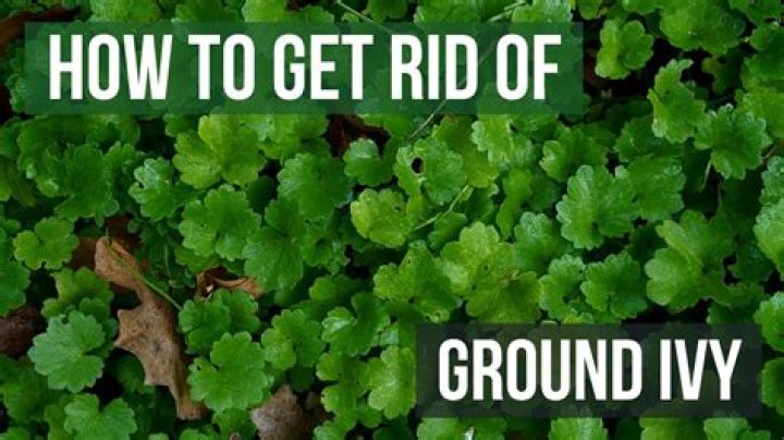 How do I get rid of ground ivy in my lawn