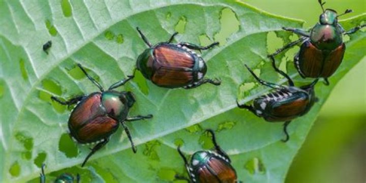 How do I get rid of Japanese beetles on my rose bushes