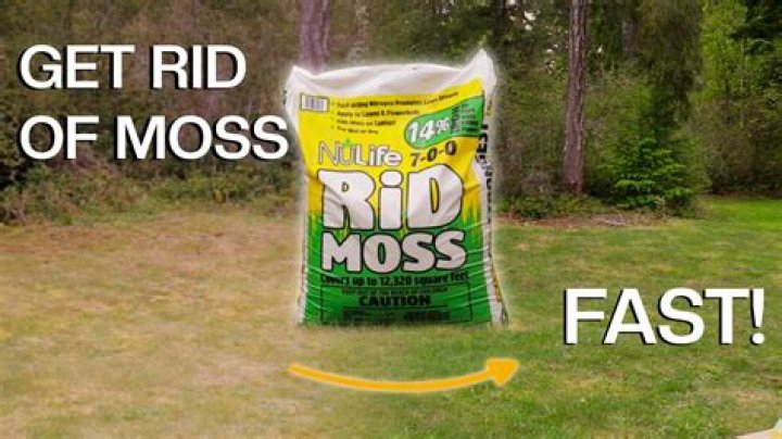 How do I get rid of moss in my stock tank