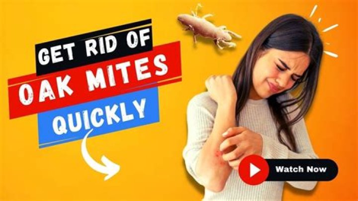 How do I get rid of oak mites