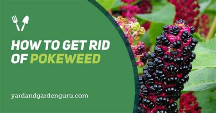 How do I get rid of pokeweed in my garden