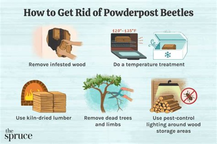 How do I get rid of powder puff beetles