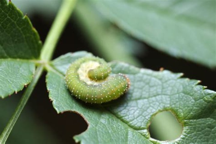 How do I get rid of Rose slugs in sawfly