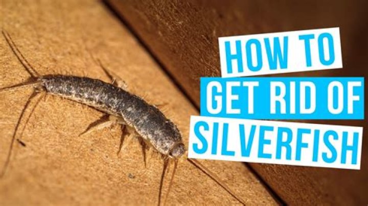 How do I get rid of silverfish in my kitchen