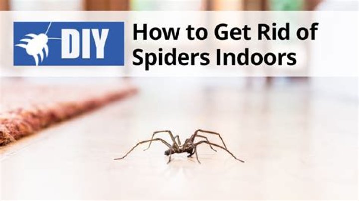 How do I get rid of spiders in my room