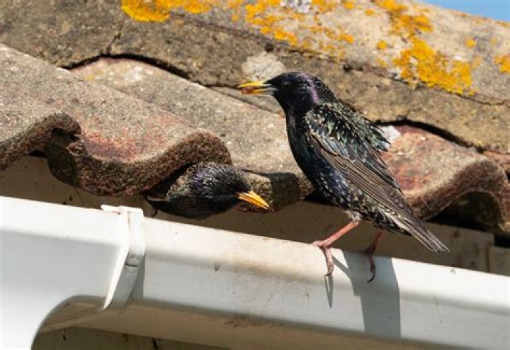 How do I get rid of Starling nesting in my roof