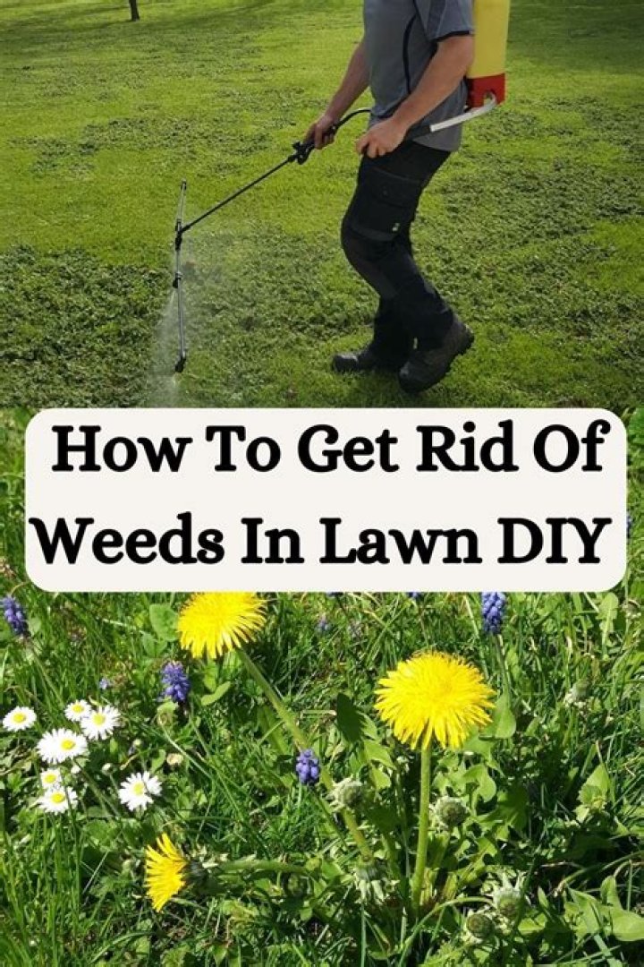 How do I get rid of weeds in my hay field