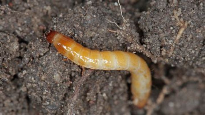 How do I get rid of wireworms