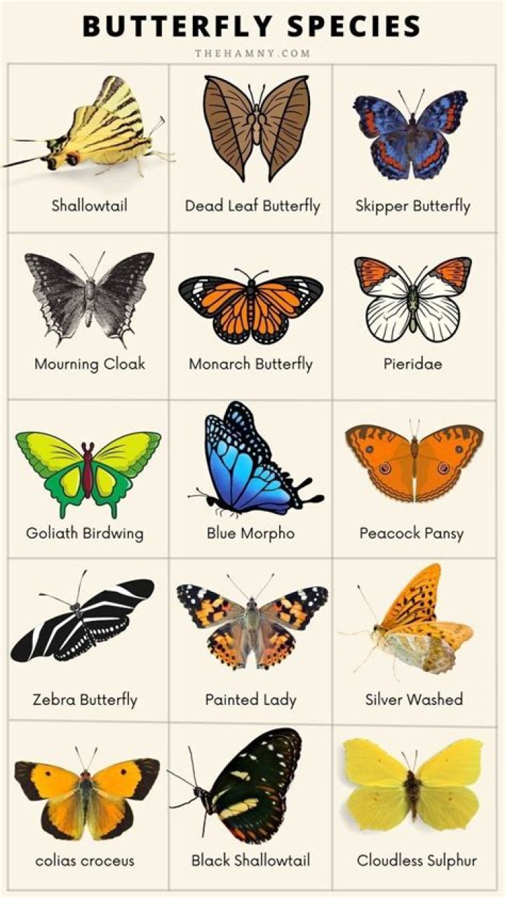 How do I identify a butterfly