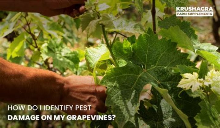 How do I identify my grapes