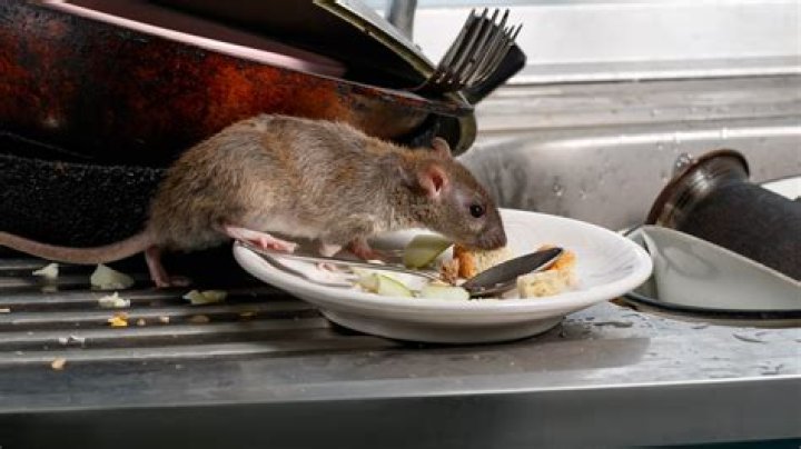 How do I keep rats out of my engine