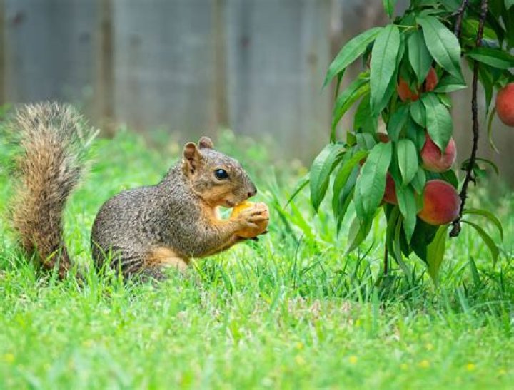 How do I keep squirrels from eating my peach tree