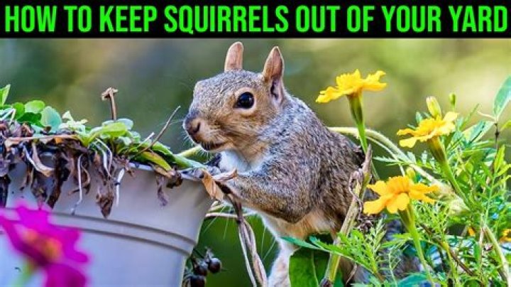 How do I keep squirrels out of my crawl space