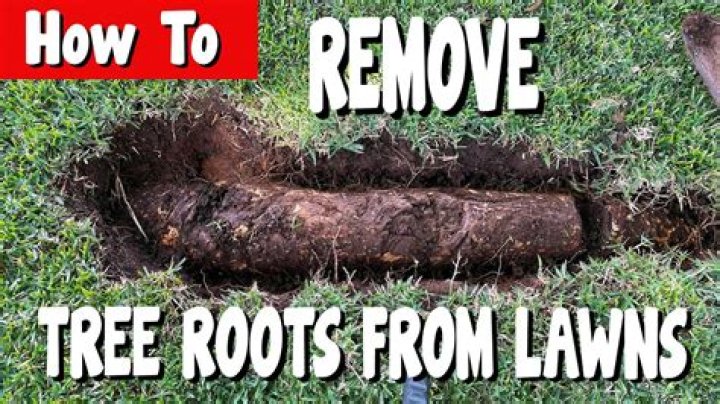 How do I keep tree roots from growing into my garden bed