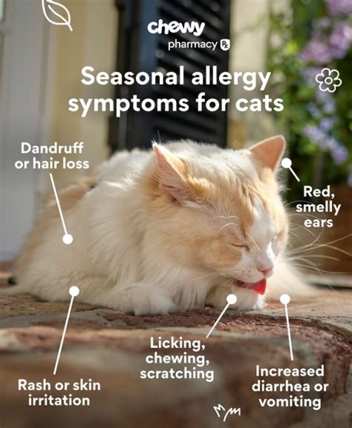 How do I know if my cat has skin allergies