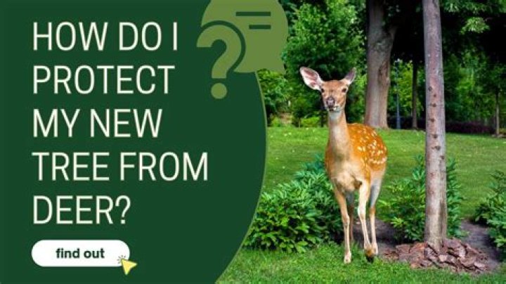 How do I protect my oak trees from bugs