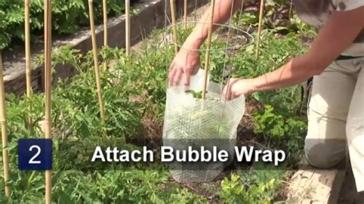 How do I protect my plants with bubble wrap