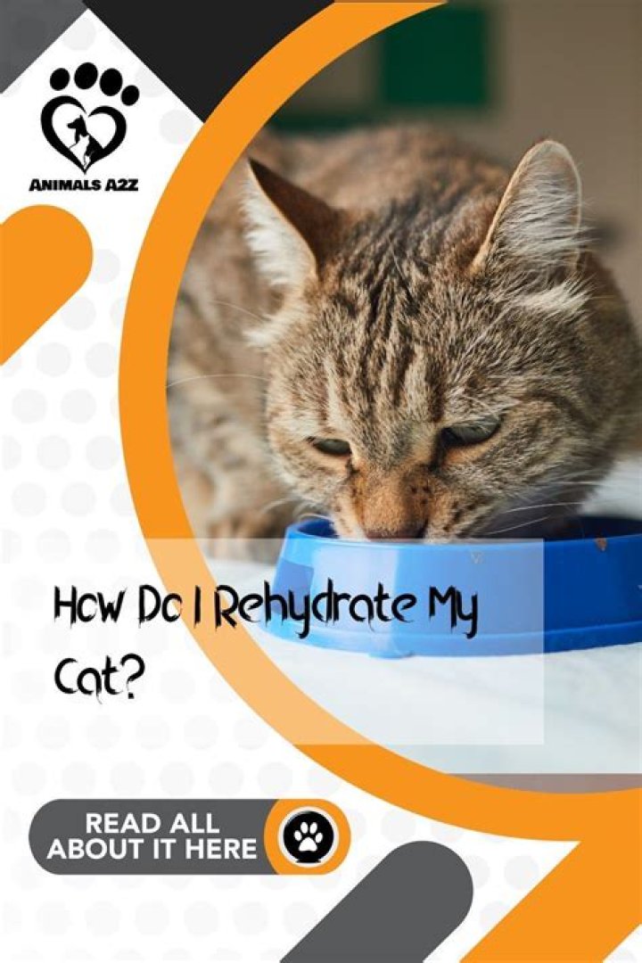 How do I rehydrate my cat