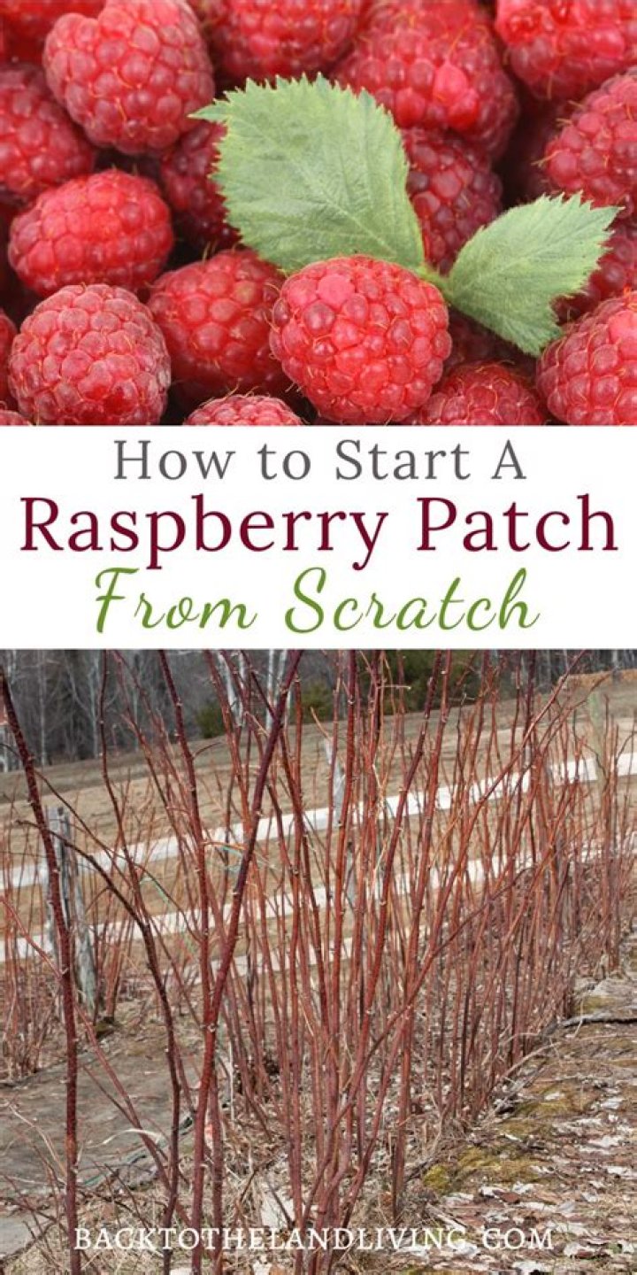 How do I start a raspberry patch