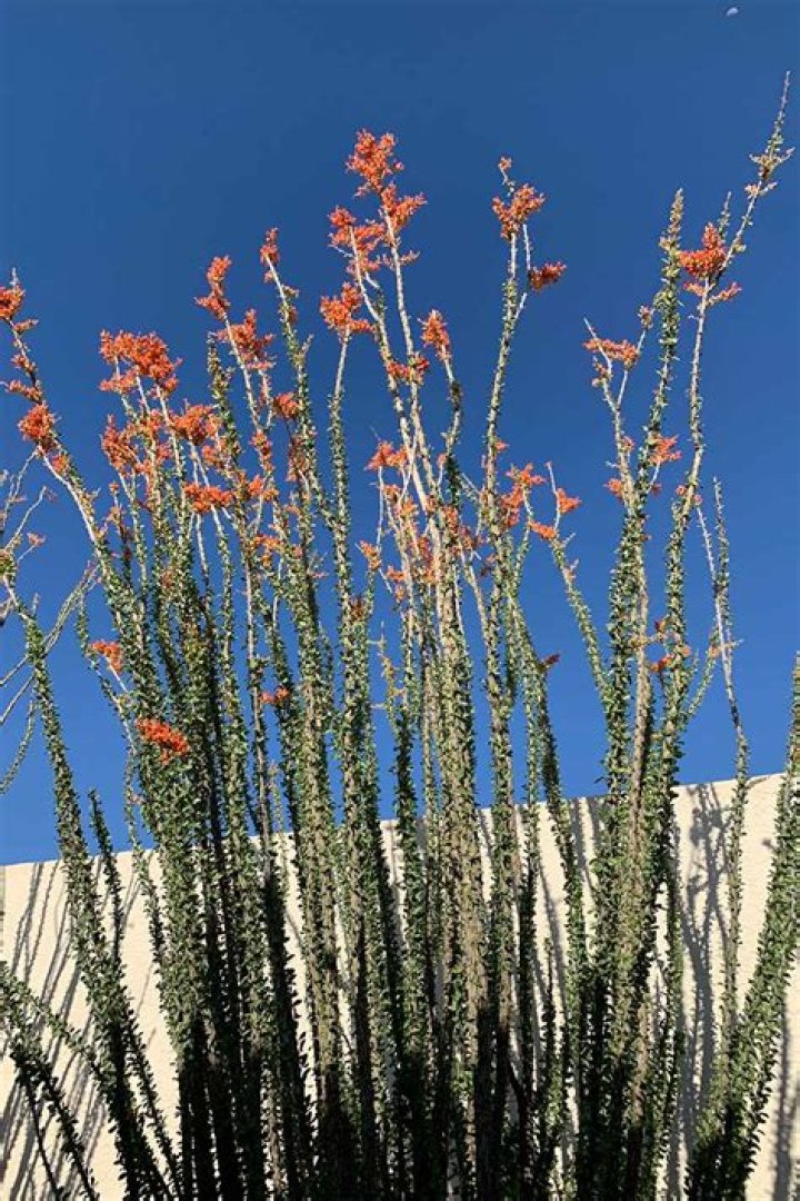 How do I start an ocotillo plant