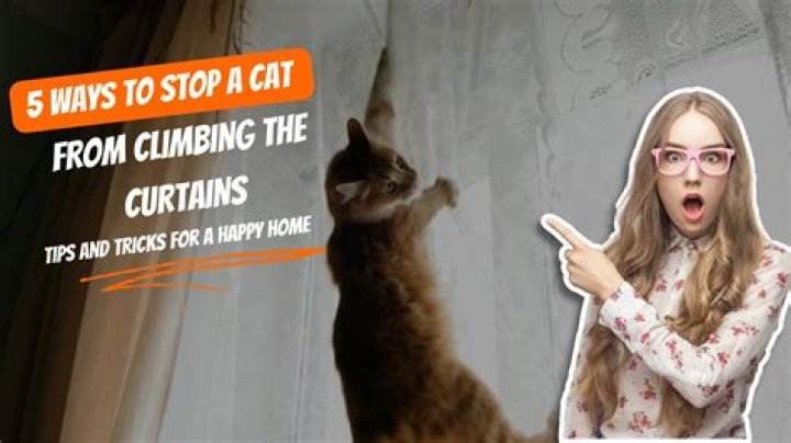How do I stop my cat from destroying my plants