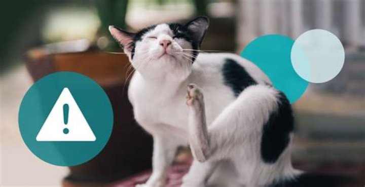How do I stop my cat from eating an area
