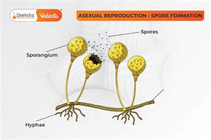 How do mushroom spores reproduce