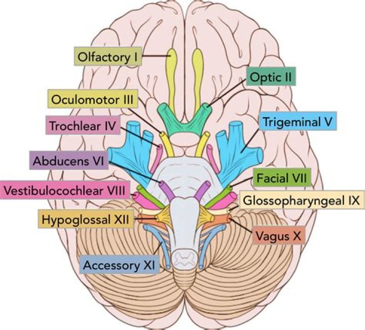How do nerves communicate with the brain