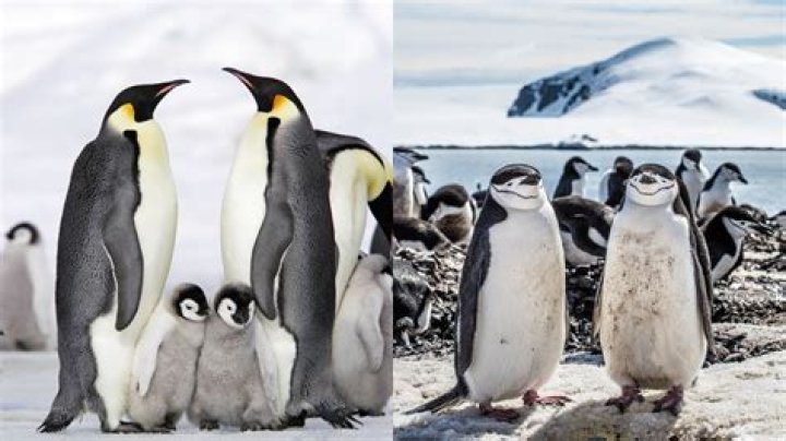 How do penguins keep warm