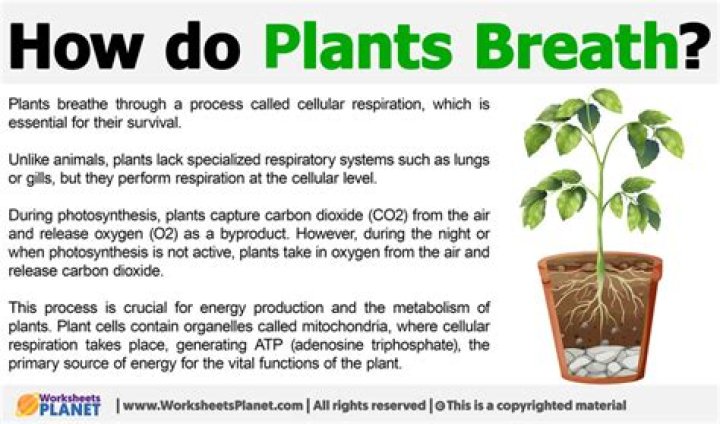 How do plants breathe out oxygen gas