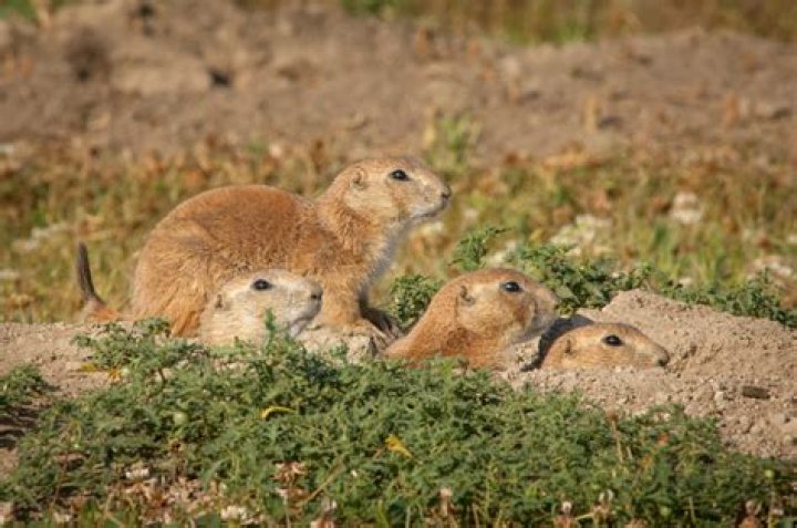 How do prairie dogs survive in their environment