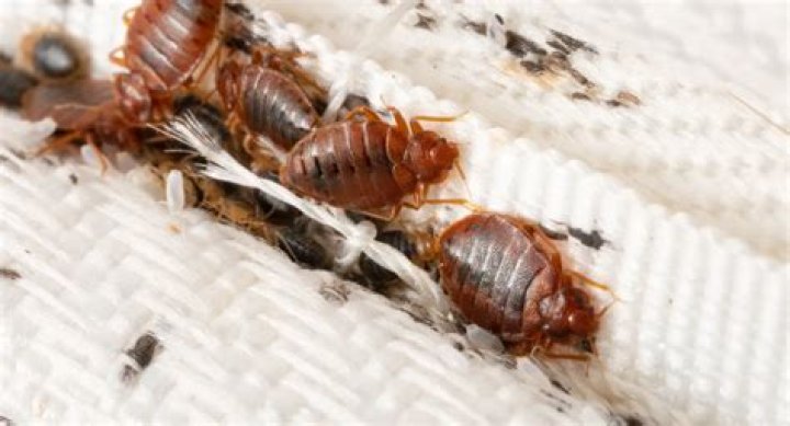 How do Rentokil get rid of bed bugs