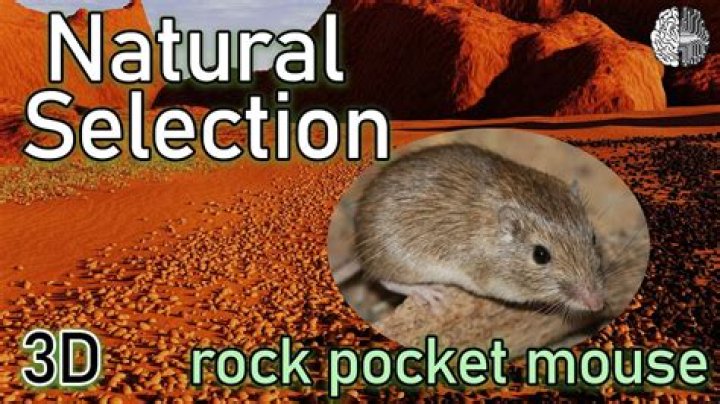 How do rock pocket mice demonstrate natural selection