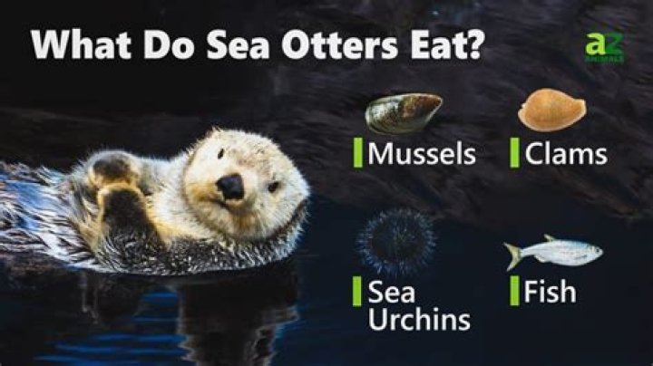 How do sea otters digest food