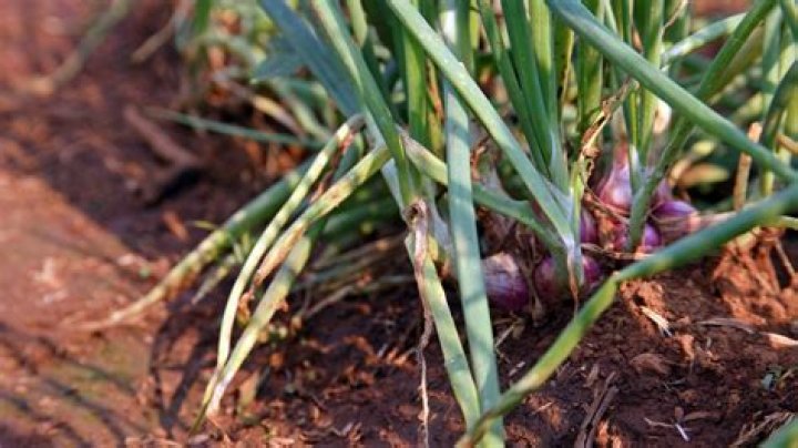 How do Shallots grow in Australia