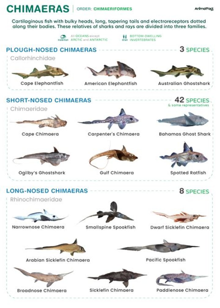How do sharks differ from Chimaeras