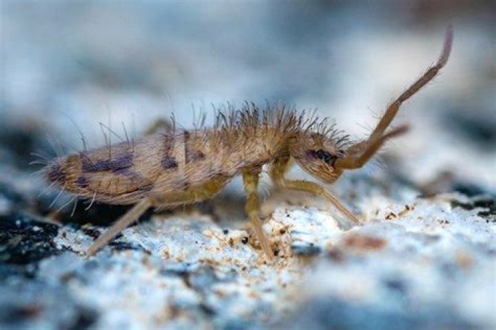 How do springtails get in the house