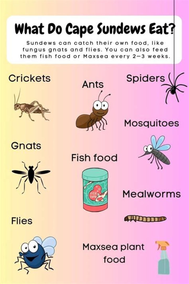 How do sundews eat insects