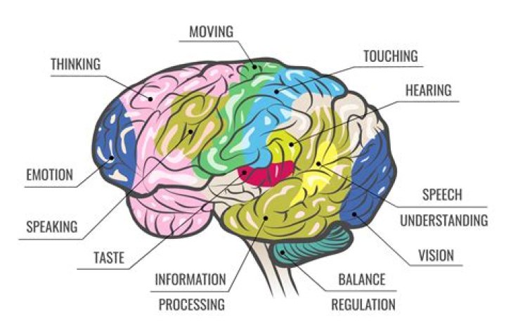 How do the 5 senses affect perception