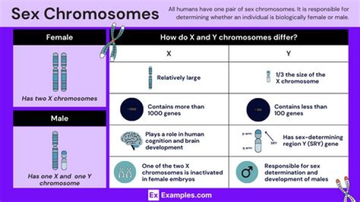 How do the chromosomes X and Y determine a babys gender