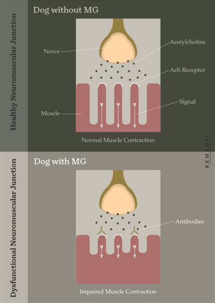 How do they test for myasthenia gravis in dogs