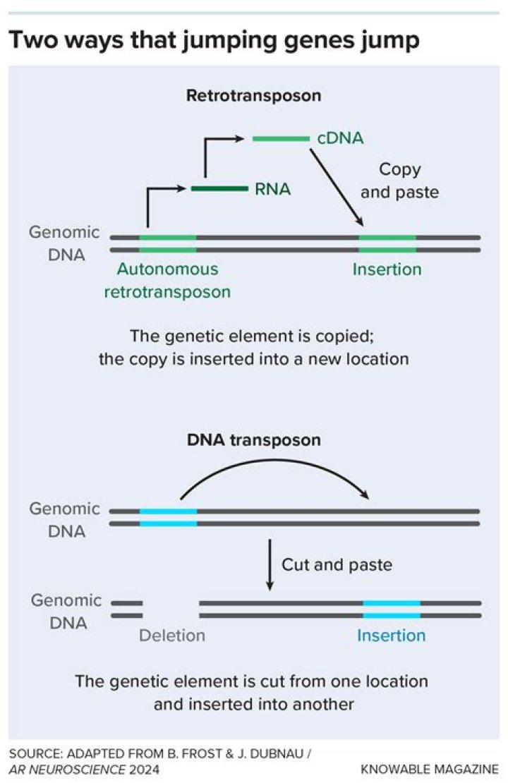 How do transposons jump