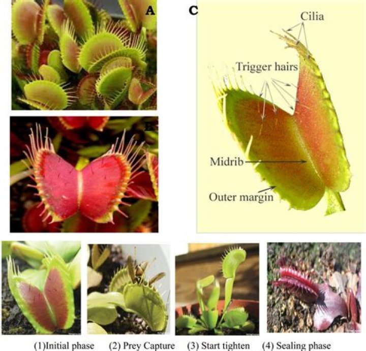 How do Venus fly traps get their energy