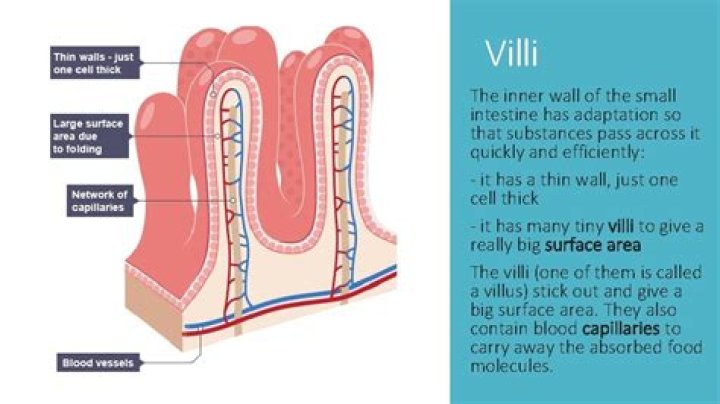 How do villi absorb nutrients