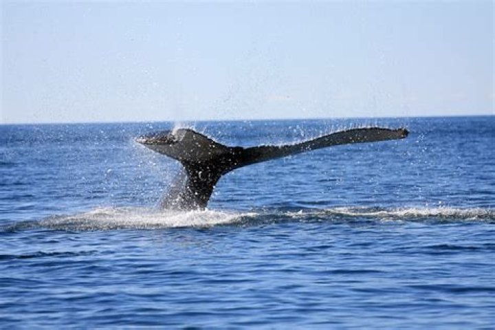 How do whales die naturally