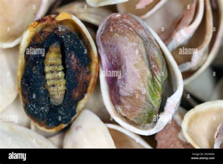 How do worms get in pistachios