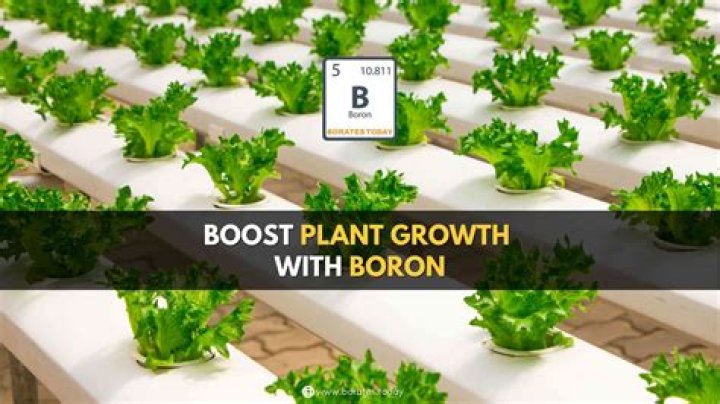 How do you apply boron to plants
