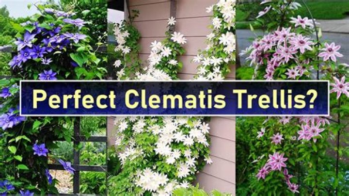 How do you attach a trellis to a clematis